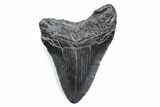 Fossil Megalodon Tooth - South Carolina #370488-1